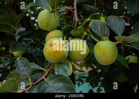 I frutti verdi di cachi maturano su un ramo. Foto di frutti di cachi acuti Sharon appesi a un ramo. Primo piano sul cachi. Foto Stock