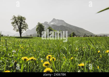 Saharastaub rund um den Untersberg im Frühling in Grödig AM 09.04.2024. // la polvere del Sahara intorno all'Untersberg in primavera a Grödig il 9 aprile 2024. - 20240409 PD3901 credito: APA-PictureDesk/Alamy Live News Foto Stock