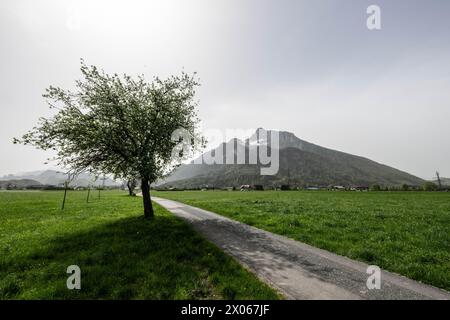 Saharastaub rund um den Untersberg im Frühling in Grödig AM 09.04.2024. // la polvere del Sahara intorno all'Untersberg in primavera a Grödig il 9 aprile 2024. - 20240409 PD3897 credito: APA-PictureDesk/Alamy Live News Foto Stock