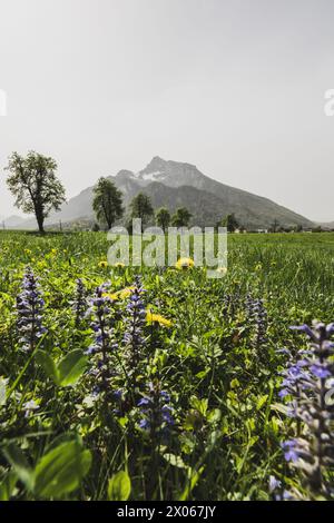 Saharastaub rund um den Untersberg im Frühling in Grödig AM 09.04.2024. // la polvere del Sahara intorno all'Untersberg in primavera a Grödig il 9 aprile 2024. - 20240409 PD3898 credito: APA-PictureDesk/Alamy Live News Foto Stock