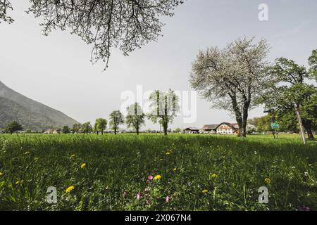 Blühende Baumallee im Frühling in Grödig AM 09.04.2024. // Blooming Tree avenue in primavera a Grödig il 9 aprile 2024. - 20240409 PD3885 credito: APA-PictureDesk/Alamy Live News Foto Stock