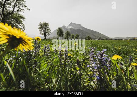 Saharastaub rund um den Untersberg im Frühling in Grödig AM 09.04.2024. // la polvere del Sahara intorno all'Untersberg in primavera a Grödig il 9 aprile 2024. - 20240409 PD3927 credito: APA-PictureDesk/Alamy Live News Foto Stock