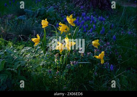 Natur Wilde Tulpe Bluehende Wilde Tulpen Tulipa sylvestris Inmitten von purpurpurroten Taubnesseln Lamium purpureum. 6.4.2024 *** natura tulipani selvatici tulipani selvatici Tulipa sylvestris in mezzo a ortica letale viola Lamium purpureum 6 4 2024 Foto Stock