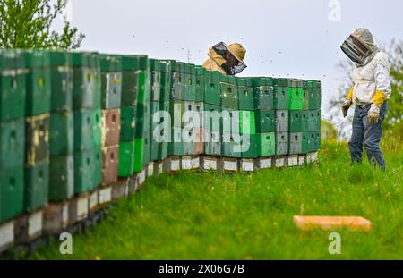 10 aprile 2024, Brandeburgo, Niederjesar: Lutz Theis (l), apicoltore professionista, e suo padre Eberhard controllano alveari (Bee Box) ai margini di un campo. L'apiario di Theis è un cosiddetto "apiario migratorio”. Nell'apicoltura, la migrazione si riferisce allo spostamento di colonie di api in un luogo diverso - dove i fiori stanno attualmente fiorendo. Durante il giorno, le api portano nettare, acqua e polline (polline) al favo e durante la notte lo trasformano nel miele. Una colonia di api è composta da una regina, diverse centinaia di droni e da 30.000 a 60.000 api operaie. Il raggio di volo delle api è di circa tre kilomete Foto Stock