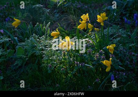 Natur Wilde Tulpe Bluehende Wilde Tulpen Tulipa sylvestris Inmitten von purpurpurroten Taubnesseln Lamium purpureum. 6.4.2024 *** natura tulipani selvatici tulipani selvatici Tulipa sylvestris in mezzo a ortica letale viola Lamium purpureum 6 4 2024 Foto Stock