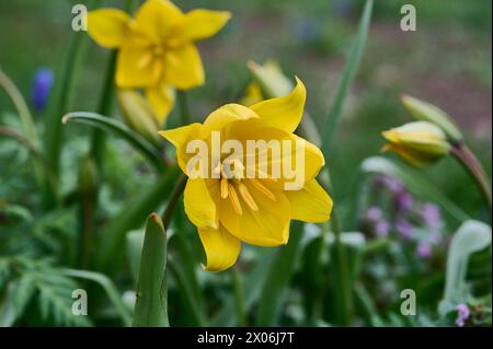 Natur Wilde Tulpe Bluehende Wilde Tulpen Tulipa sylvestris. 1.4.2024 *** natura tulipani selvatici tulipani selvatici Tulipa sylvestris 1 4 2024 Foto Stock