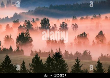 Nuvole di nebbia e alberi nell'alta brughiera di Rothenthurm, Svizzera, Schwyz Foto Stock