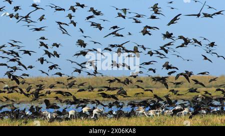 Ibis lucido (Plegadis falcinellus), enorme gregge nel Coto Donana, Spagna, Andalusia, Parco Nazionale Coto De Donana Foto Stock