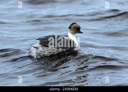 Grebe argenteo (Podiceps occipitalis), sull'acqua, Argentina, Isole Falkland, isola bleaker Foto Stock