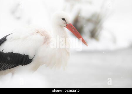 Cicogna bianca (Ciconia ciconia), sulla neve, vista laterale, Germania, Baviera Foto Stock