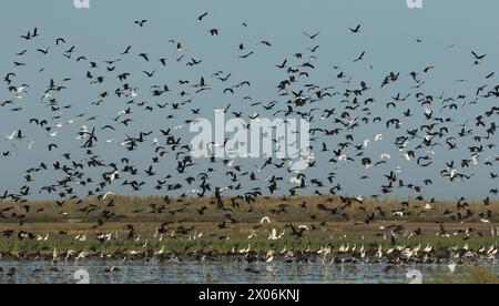 Ibis lucido (Plegadis falcinellus), enorme gregge nel Coto Donana, Spagna, Andalusia, Parco Nazionale Coto De Donana Foto Stock
