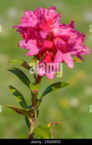 Rosa alpina con lievito ruggine, rosa delle nevi, alpenrose con lievito ruggine, alprosa con lievito ruggine (Rododendron ferrugineum), fiori, Austria, Tirolo Foto Stock