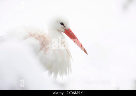 Cicogna bianca (Ciconia ciconia), sulla neve, vista laterale, Germania, Baviera Foto Stock