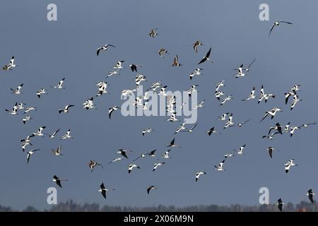 Dea dalla coda nera (Limosa limosa), che vola Godwits dalla coda nera in un gregge con Pied Avocet, Shellduck e Stilt dalle ali nere, Spagna, Andalusia Foto Stock