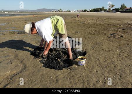 Donna che raccoglie cozze, lumache di mare e granchi durante la bassa marea, Portogallo, Algarve, Ria Formosa Foto Stock