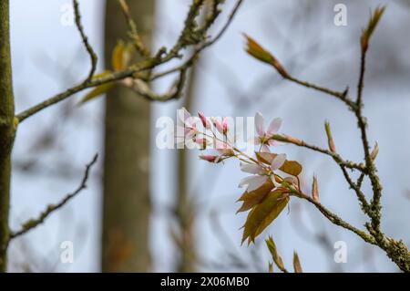 Primo piano sorbus Intermedia Buds ad Amsterdam, Paesi Bassi 4-4-2024 Foto Stock