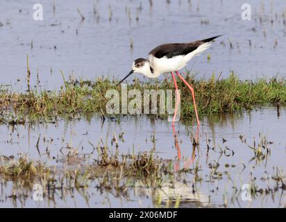 Palafitte alate nere (Himantopus himantopus), raccolta in acque poco profonde, vista laterale, Paesi Bassi, Dordrecht, Polder de Biesbosch Foto Stock