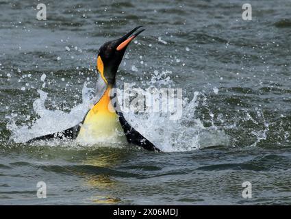 Pinguino re (Aptenodytes patagonicus), nuoto, battute le ali, Argentina, Isole Falkland, Las Malvinas Foto Stock