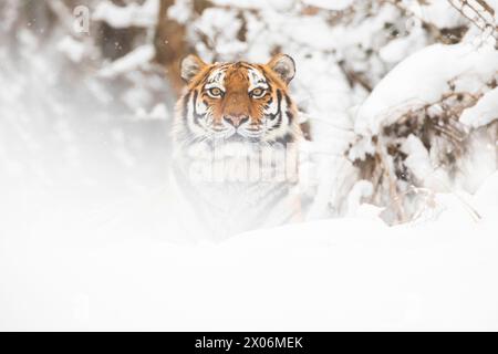 La tigre siberiana, la tigre Amurica (Panthera tigris altaica), guarda da dietro la neve Foto Stock