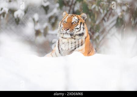 La tigre siberiana, la tigre Amurica (Panthera tigris altaica), guarda da dietro la neve Foto Stock