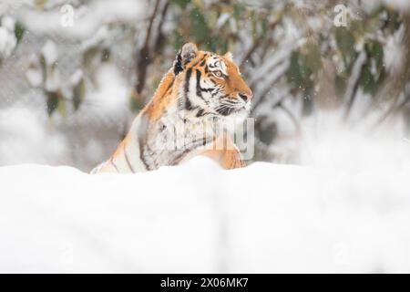 La tigre siberiana, la tigre Amurica (Panthera tigris altaica), guarda da dietro la neve Foto Stock