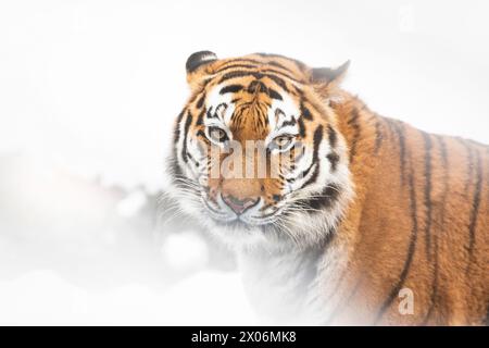 La tigre siberiana, la tigre Amurica (Panthera tigris altaica), guarda da dietro la neve Foto Stock