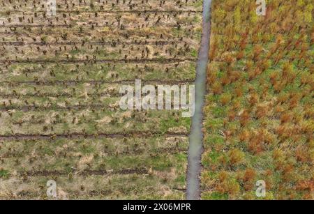 willow, osier (spec. Salix), coltivazione di osier nel Biesbosch, Paesi Bassi, Parco Nazionale De Biesbosch Foto Stock