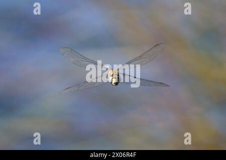 Un colorato falco migrante (Aeshna mixta) che vola sull'acqua, giorno di sole in estate Foto Stock