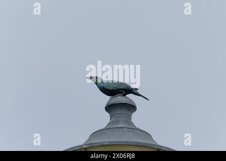 starling lucido filippino, Aplonis panayensis strigata uccello su un palo leggero a Taiwan Foto Stock