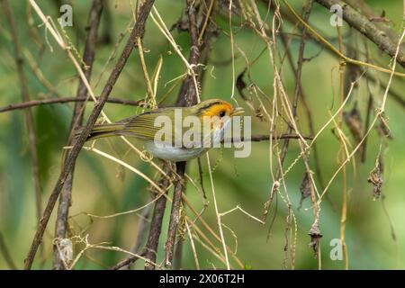 Warbler dalla faccia ruvida, uccello Abroscopus albogularis arroccato nella foresta di Taiwan Foto Stock