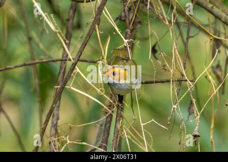 Warbler dalla faccia ruvida, uccello Abroscopus albogularis arroccato nella foresta di Taiwan Foto Stock