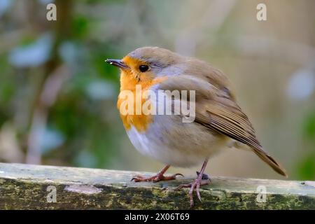 Robin perching Foto Stock