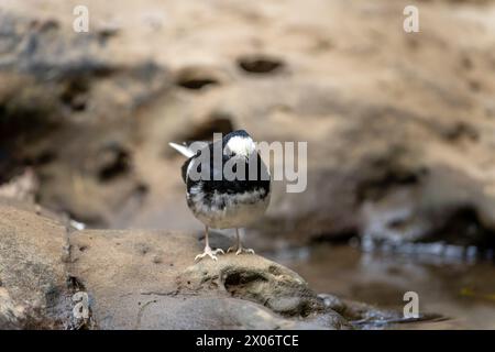 Piccola coda di cavallo, Enicurus scouleri primo piano di un uccello su una roccia vicino all'acqua nelle montagne di Taiwan Foto Stock