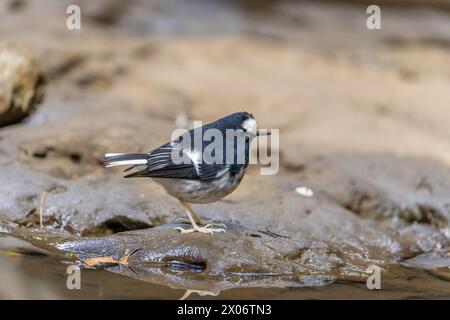 Piccola coda di cavallo, Enicurus scouleri primo piano di un uccello su una roccia vicino all'acqua nelle montagne di Taiwan Foto Stock