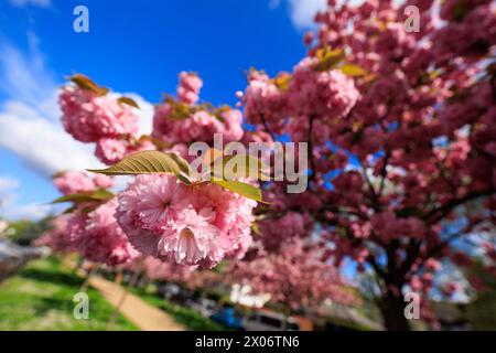 Wiesbaden, Albrecht-Dürer-Anlage, 10.04.2024, Kirschblüten Japanische Nelkenkirsche, Der Frühling ist da und die japanischen Kirschblüten blühen wieder. Wiesbaden Albrecht-Dürer-Anlage Hessen Deutschland *** Wiesbaden, Albrecht Dürer Anlage, 10 04 2024, ciliegi in fiore ciliegio giapponese garofano, la primavera è qui e i fiori di ciliegio giapponesi stanno di nuovo fiorendo Wiesbaden Albrecht Dürer Anlage Hesse Germania Foto Stock