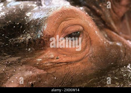 Ritratto ravvicinato di un ippopotamo ippopotamo anfibio in uno zoo di Vienna, Austria Austria Foto Stock