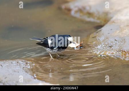 Piccola coda di cavallo, Enicurus scouleri primo piano di un uccello su una roccia vicino all'acqua nelle montagne di Taiwan Foto Stock