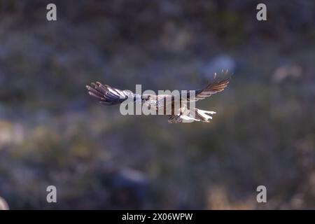 Uccello dello Schiaccianoci in volo a Taiwan Foto Stock