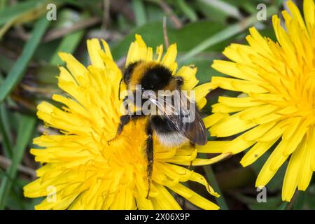 Macro di un bumblebee da giardino (Bombus hortorum) che si nutre di un dente di leone giallo. Fotografato a Waldridge Fell, contea di Durham, Regno Unito Foto Stock