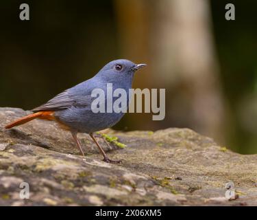 Redstart d'acqua Plumbeous, Phoenicurus fuliginosus, uccello arroccato su un albero, uccello seduto su una roccia, Foto Stock