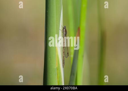 Una comune damigella invernale Sympecma fusca che riposa su una foglia, primavera, Vienna Austria Foto Stock