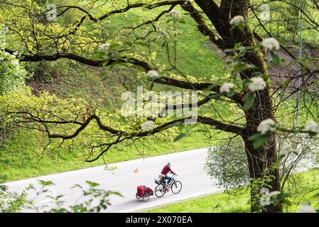 ciclista con rimorchio per biciclette in un parco Foto Stock