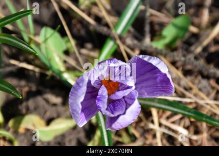 Croco viola, fioritura primaverile in giardino tra erba verde nelle calde giornate di sole, vista dall'alto, primo piano. Foto Stock