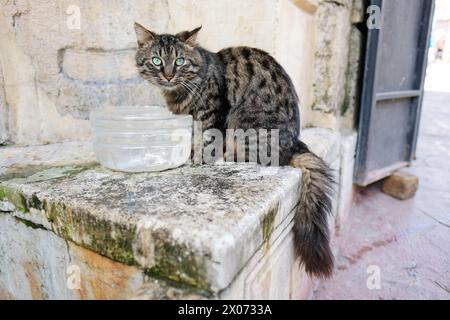 Istanbul Turchia - uno dei tanti gatti di strada di Istanbul con una ciotola d'acqua - foto marzo 2024 Foto Stock