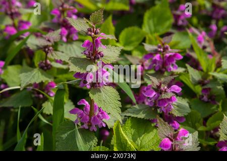 Ortica sorda che fiorisce in una foresta, Lamium purpurpureum. Primavera fiori viola con foglie primo piano. Foto Stock