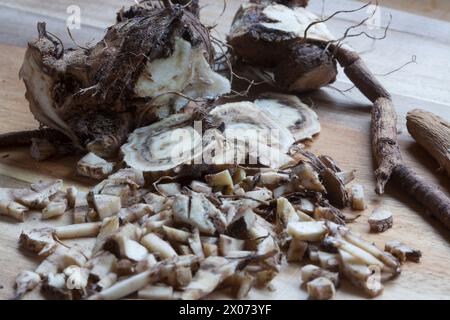 Alant, Echter Alant, Wurzel, Wurzeln, Wurzelstock, Wurzelernte, Wurzeln werden mit Messer zerkleinert, Helenenkraut, Inula helenium, elecampane, Scabw Foto Stock