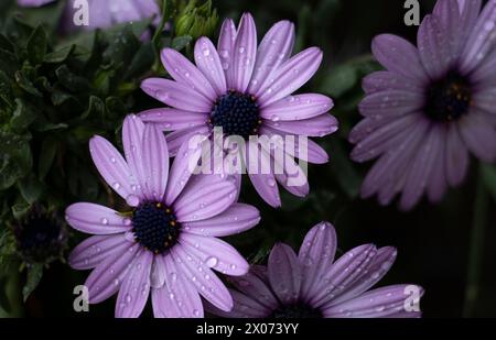Primo piano di margherite lilla con rugiada sui petali Osteospermum ecklonis. Dimorfoteca. spagna. Conosciuto anche come: Stella polare, calendula di Capo, calendula di Capo Foto Stock