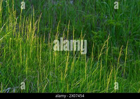 Lolium perenne o ryegrass perenne. Foto Stock