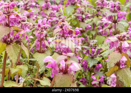 Fiore di Lamium maculatum, noto anche come drago viola. Foto Stock