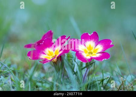 Fiori viola di Primula vulgaris, gruppo di fiori di primula su un prato. Foto Stock